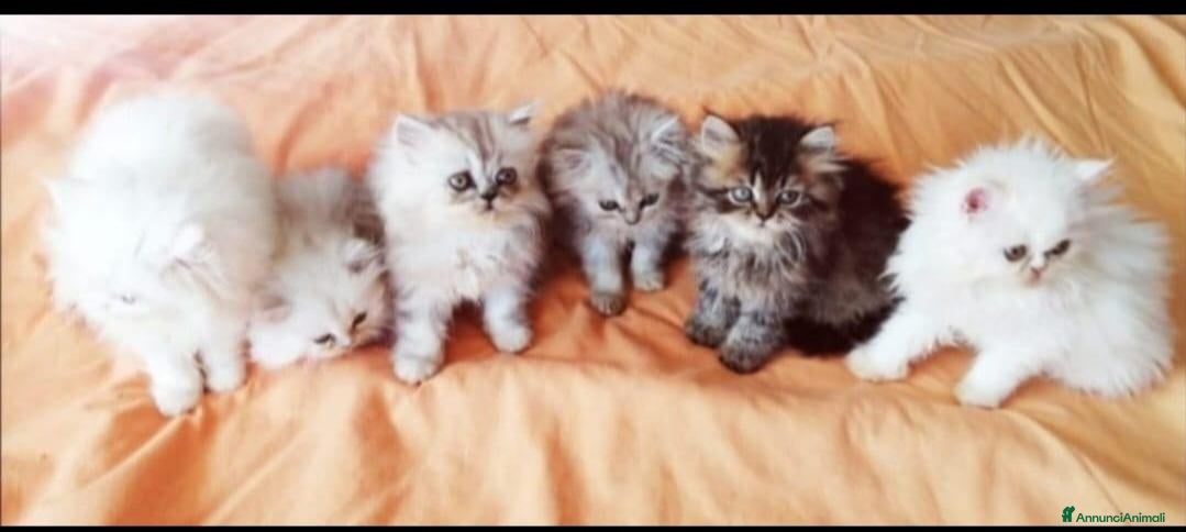 Persiano gatti in vendita: Deliziosi Persiani Cincilla Vendesi Roma  - Annuncio 1