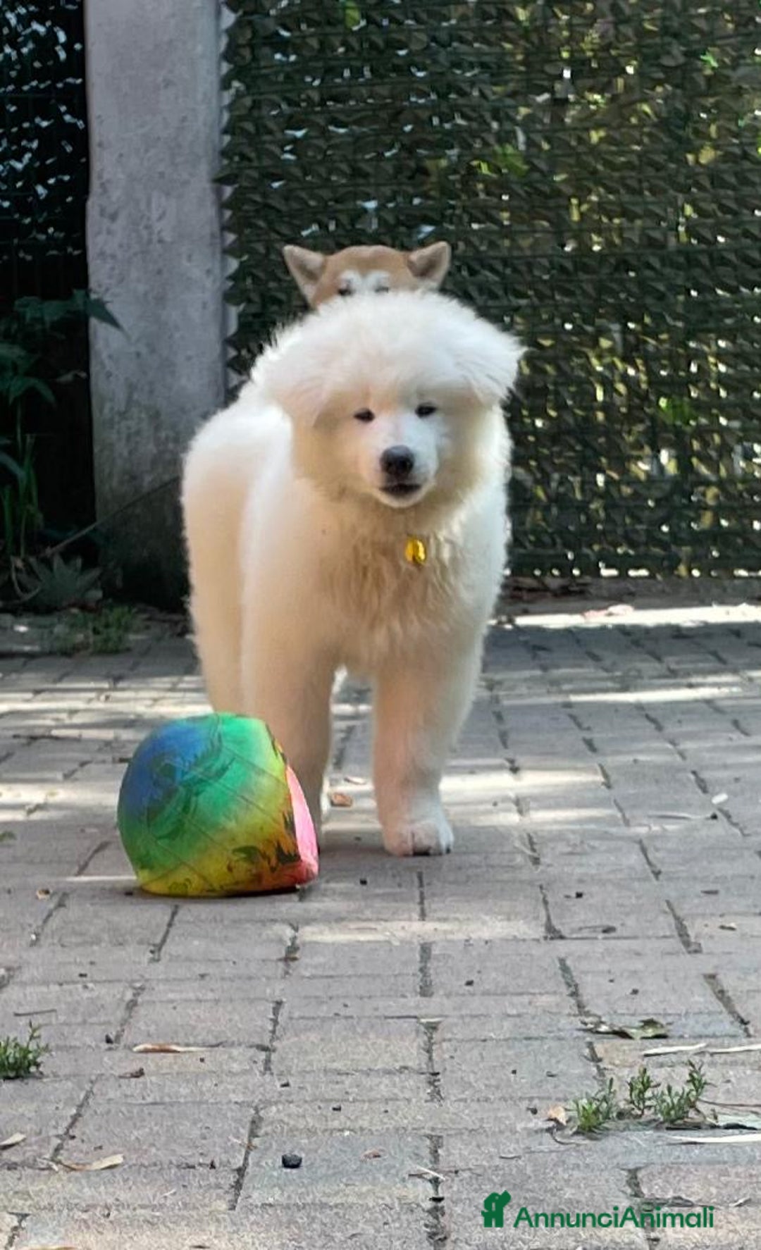 Akita Inu cani in vendita: 🌸 Hime Sakura cerca una famiglia 🌸 a Città Metropolitana di Torino - Annuncio 12