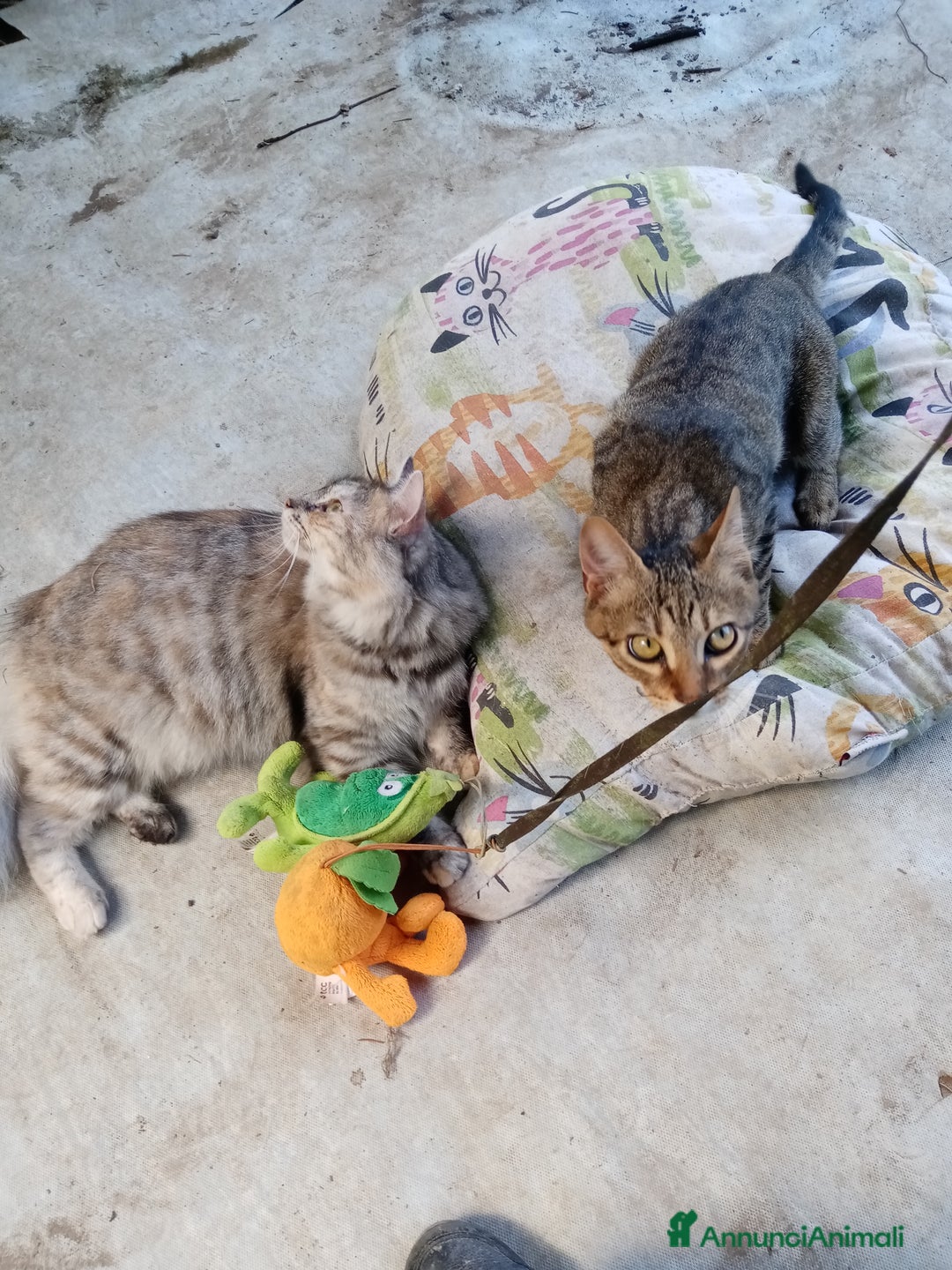 Altre razze gatti in regalo: Bellissimo tigratino a pelo corto - Annuncio 11