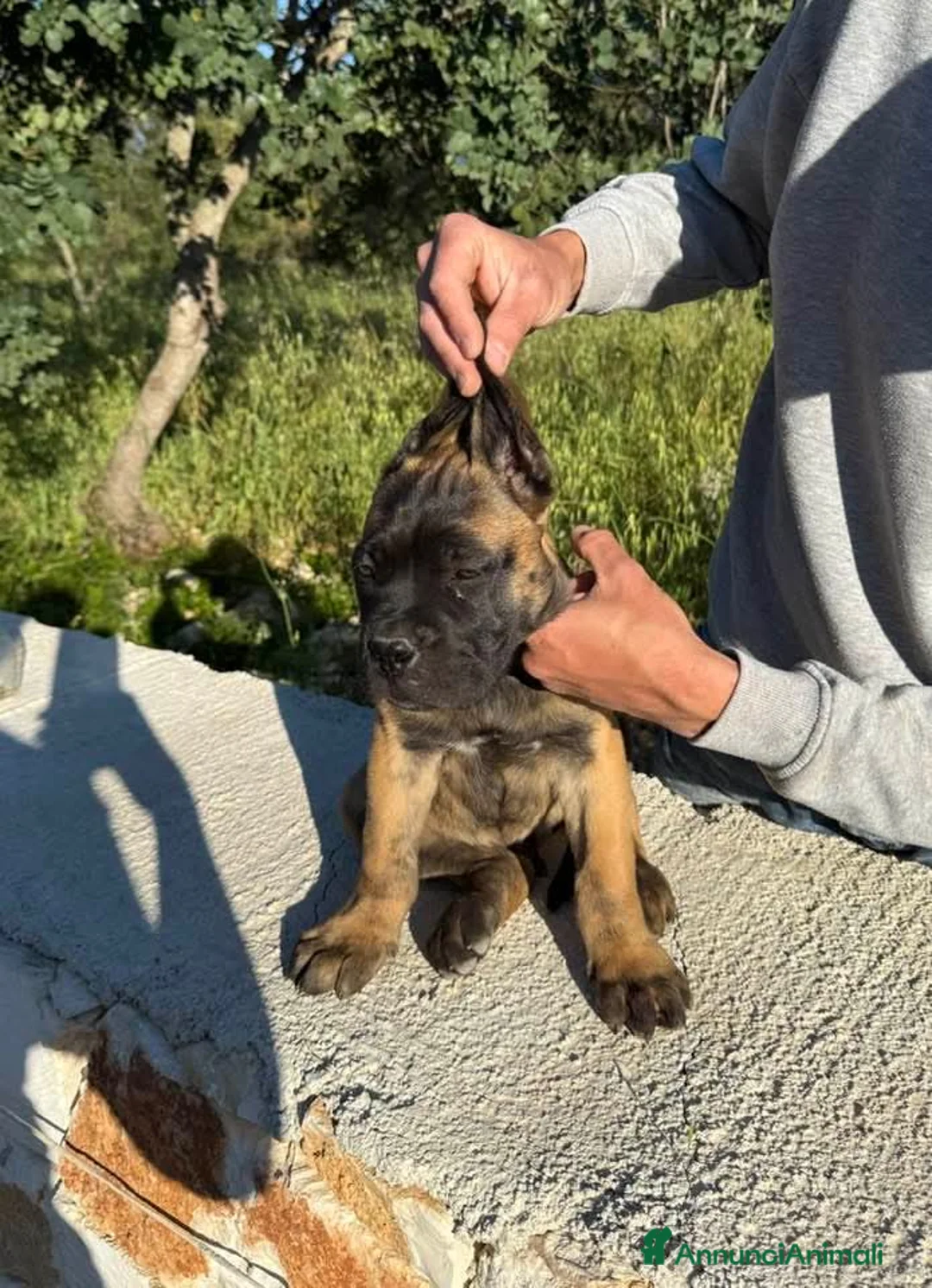 Cane Corso cani in vendita: Cuccioli di Cane Corso - Annuncio 1