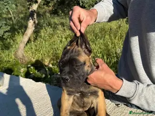 Cane Corso cani Cuccioli di Cane Corso - Annuncio 25