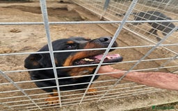 Rottweiler cani in regalo: Ares: 5 anni, Rottweiler equilibrato, socievole  a Città Metropolitana di Genova - Immagine 11