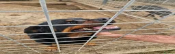 Rottweiler cani in regalo: Ares: 7 anni, Rottweiler equilibrato, socievole  a Città Metropolitana di Genova - Annuncio 14