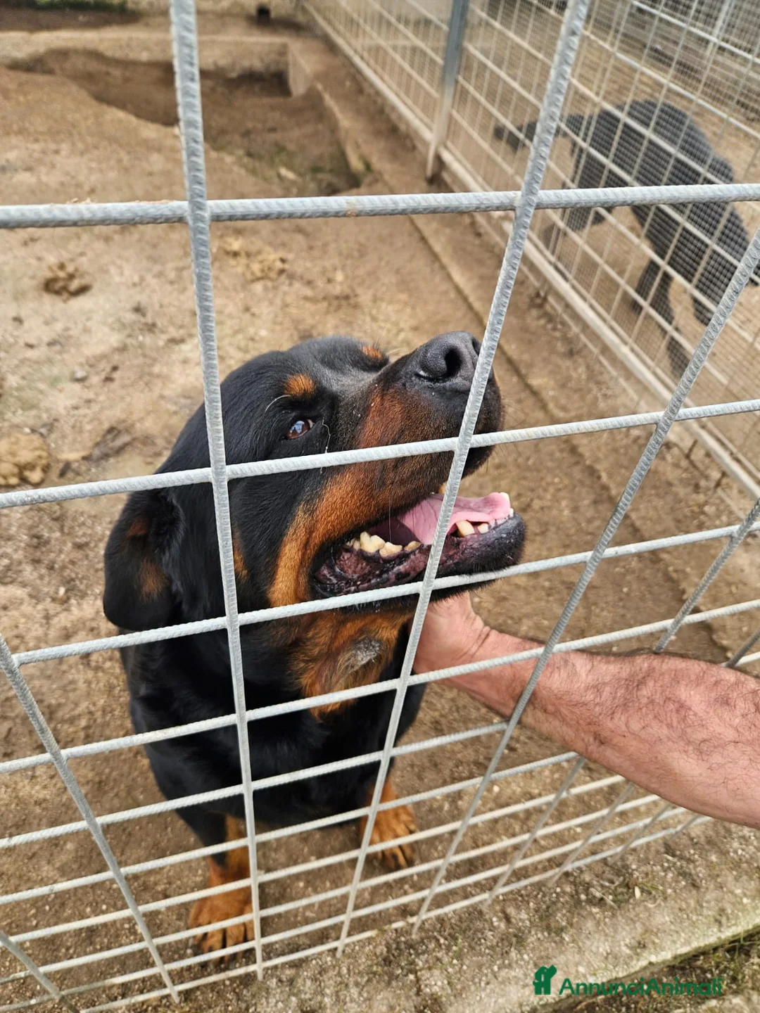 Rottweiler cani in regalo: Ares: 7 anni, Rottweiler equilibrato, socievole  a Città Metropolitana di Genova - Annuncio 14