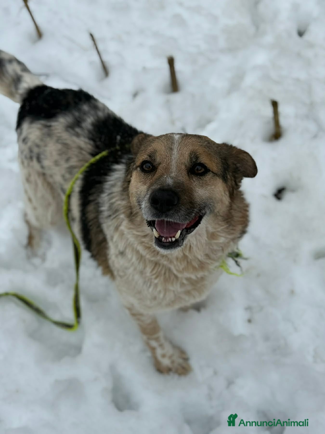 Meticcio cani KLAUS, dimenticato da tutti. - Annuncio 41