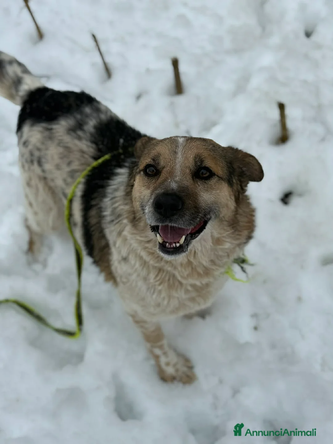 Meticcio cani in regalo: KLAUS, dimenticato da tutti. - Annuncio 1