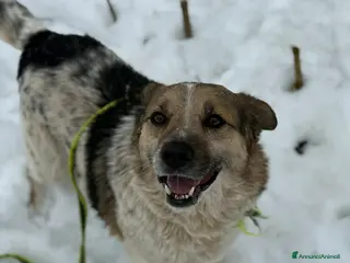 Meticcio cani KLAUS, dimenticato da tutti. - Annuncio 41