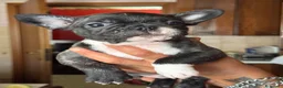 Bulldog Francese cani in vendita: Cuccioli di bulldog Francesce  a Provincia di Campobasso - Annuncio 7