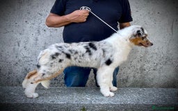 Australian Shepherd cani in vendita: Australian Shepherd a Provincia di Varese - Immagine 3