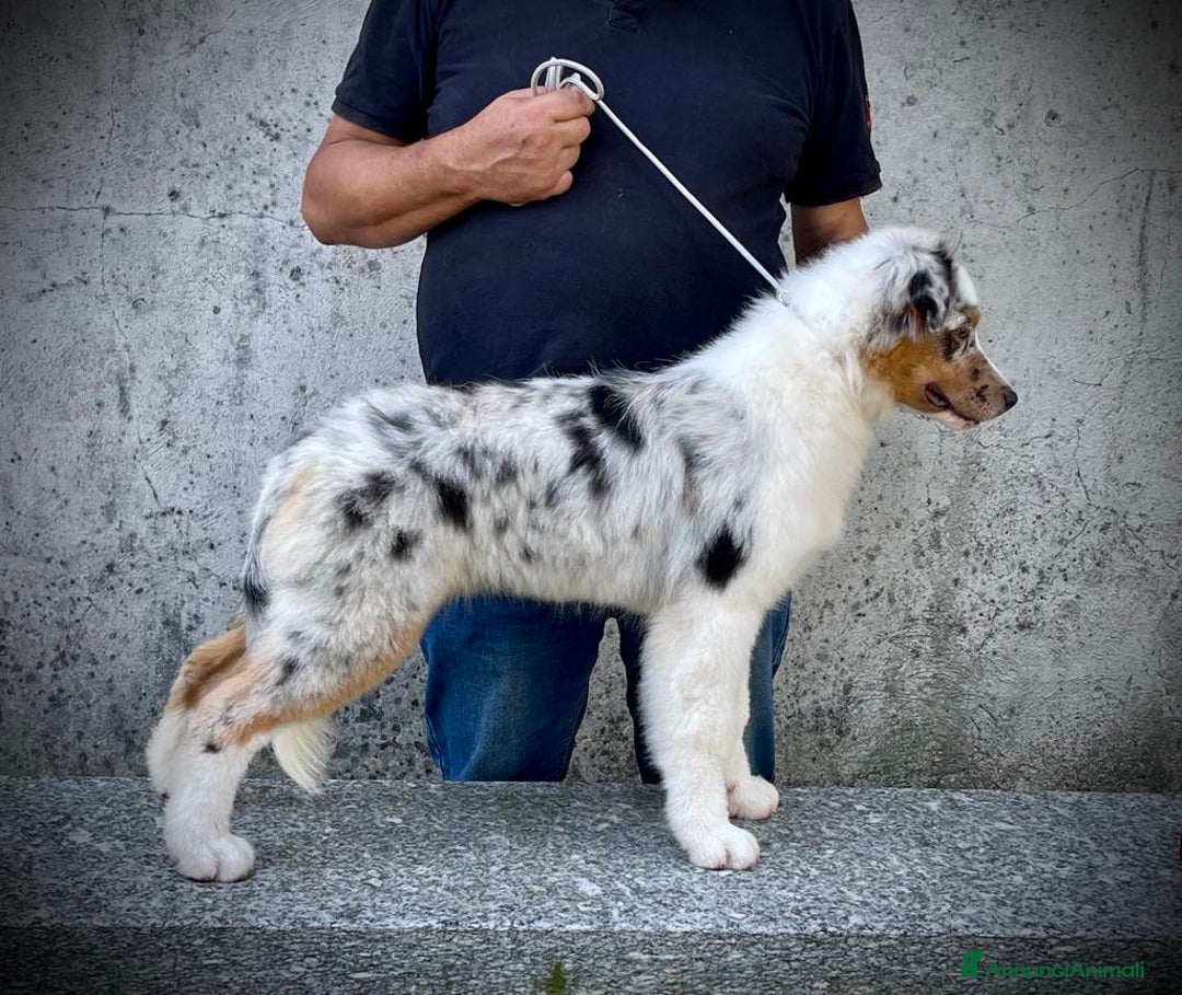 Australian Shepherd cani in vendita: Australian Shepherd a Provincia di Varese - Immagine 3