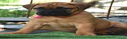 Bullmastiff cani in vendita: BULLMASTIFF ULTIMA FEMMINA DISPONIBILE  - Annuncio 3