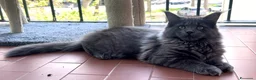 Maine Coon gatti in vendita: Cucciola di Maine Coon blue, genitori testati - Annuncio 17