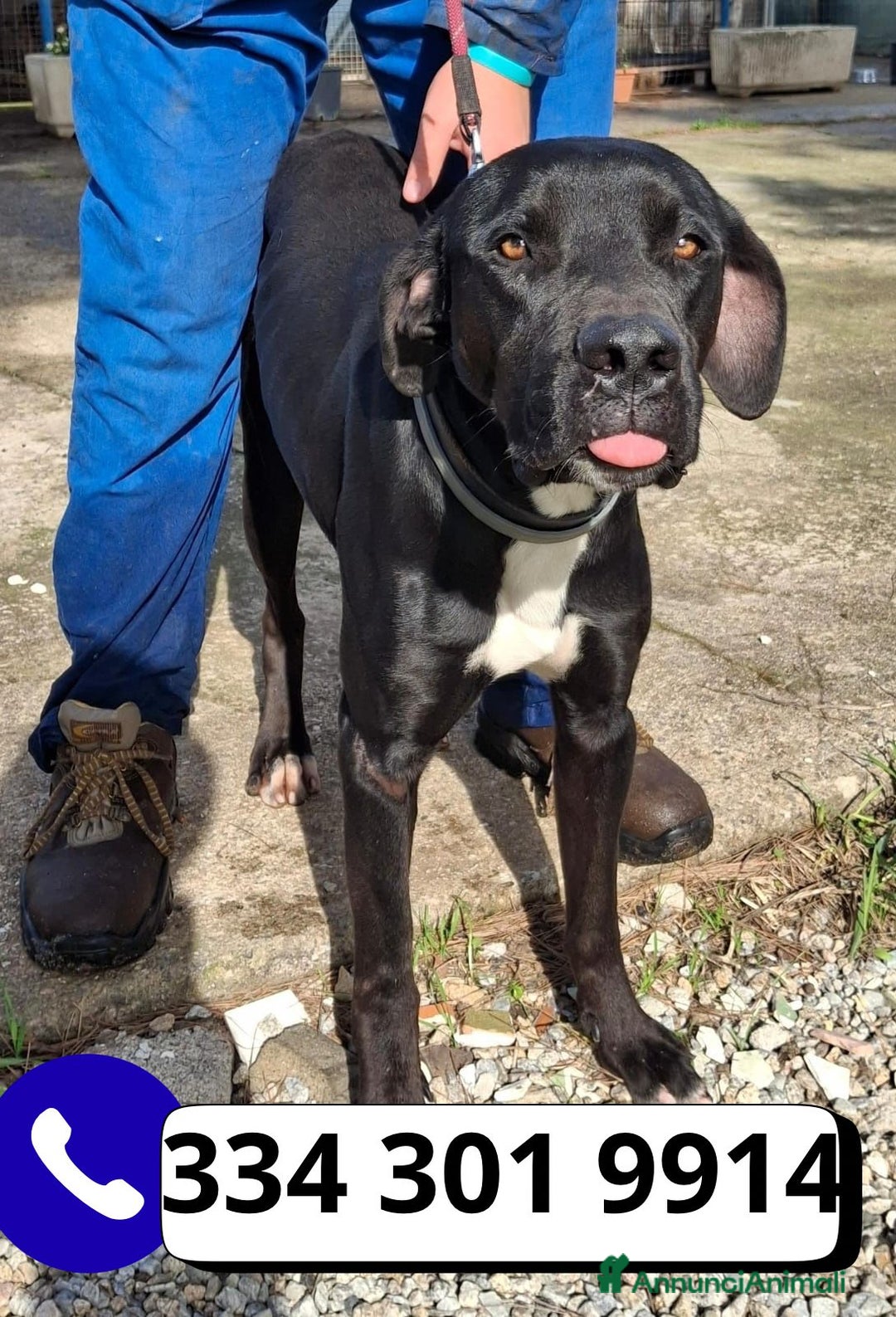 Meticcio cani in regalo: BENNY 💙 - cagnolone dagli occhi tristi 😞  - Annuncio 2