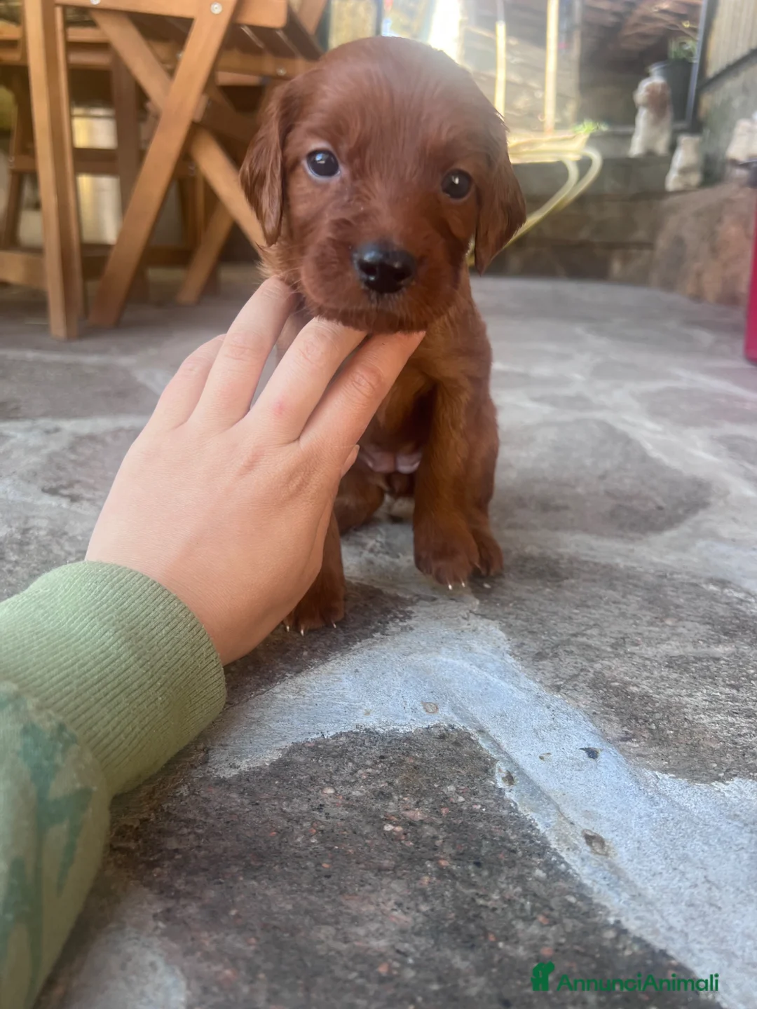 Setter Irlandese cani in vendita: Ultimi 4 cuccioli di setter irlandese  a Provincia di Lucca - Annuncio 5