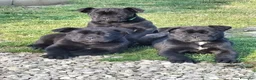 Cane Corso cani in vendita: Cucciole cane corso  - Annuncio 3