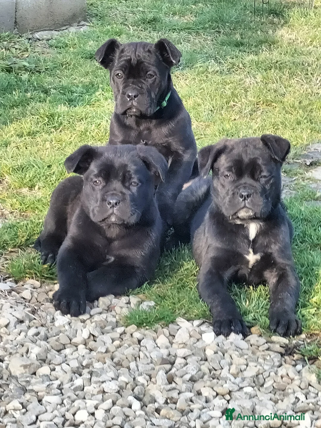 Cane Corso cani in vendita: Cucciole cane corso  - Annuncio 3