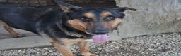 Meticcio cani in regalo: Mix Pastore adulto BUONISSIMO zero richieste!ROMA a Milano - Annuncio 2