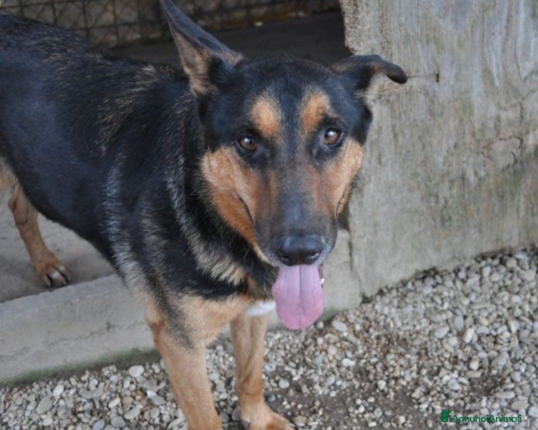 Meticcio cani in regalo: Mix Pastore adulto BUONISSIMO zero richieste!ROMA a Milano - Annuncio 2