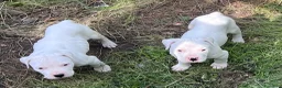 Dogo Argentino cani in vendita: Cucciola dogo argentino  - Annuncio 6