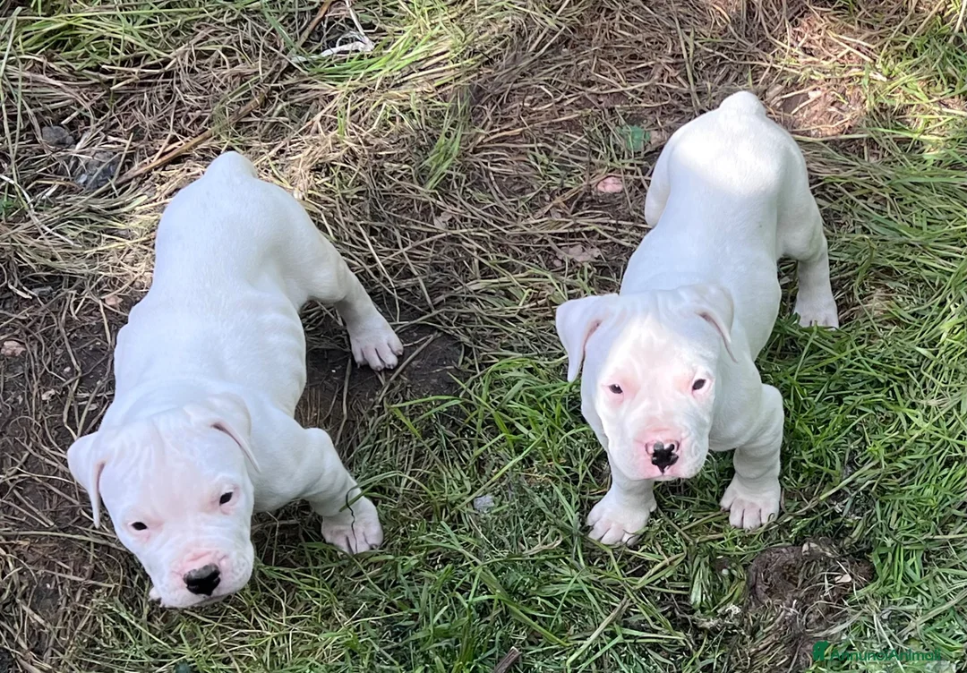 Dogo Argentino cani in vendita: Cucciola dogo argentino  - Annuncio 6