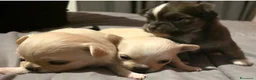 Chihuahua cani in vendita: Chihuahua pelo lungo - Annuncio 5