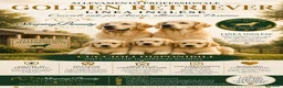 Golden Retriever cani in vendita: Allevamento sleepingbeauty golden - Annuncio 10