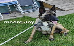 Pastore Belga cani in vendita: REX Pastore Belga Malinois,maschio con pedigree  a Provincia di Verona - Immagine 3
