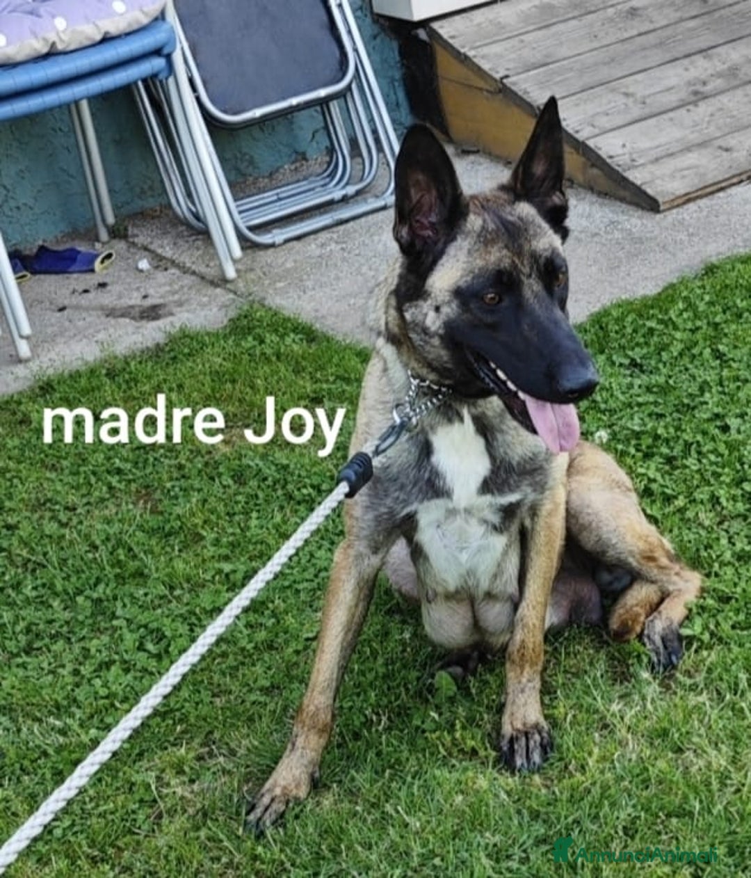 Pastore Belga cani in vendita: REX Pastore Belga Malinois,maschio con pedigree  a Provincia di Verona - Immagine 3