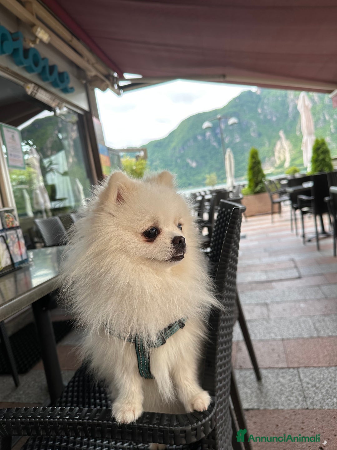 Volpino Pomerania cani per accoppiamento: Spritz di Pomerania per monta e accoppiamento  a Provincia di Como - Immagine 3