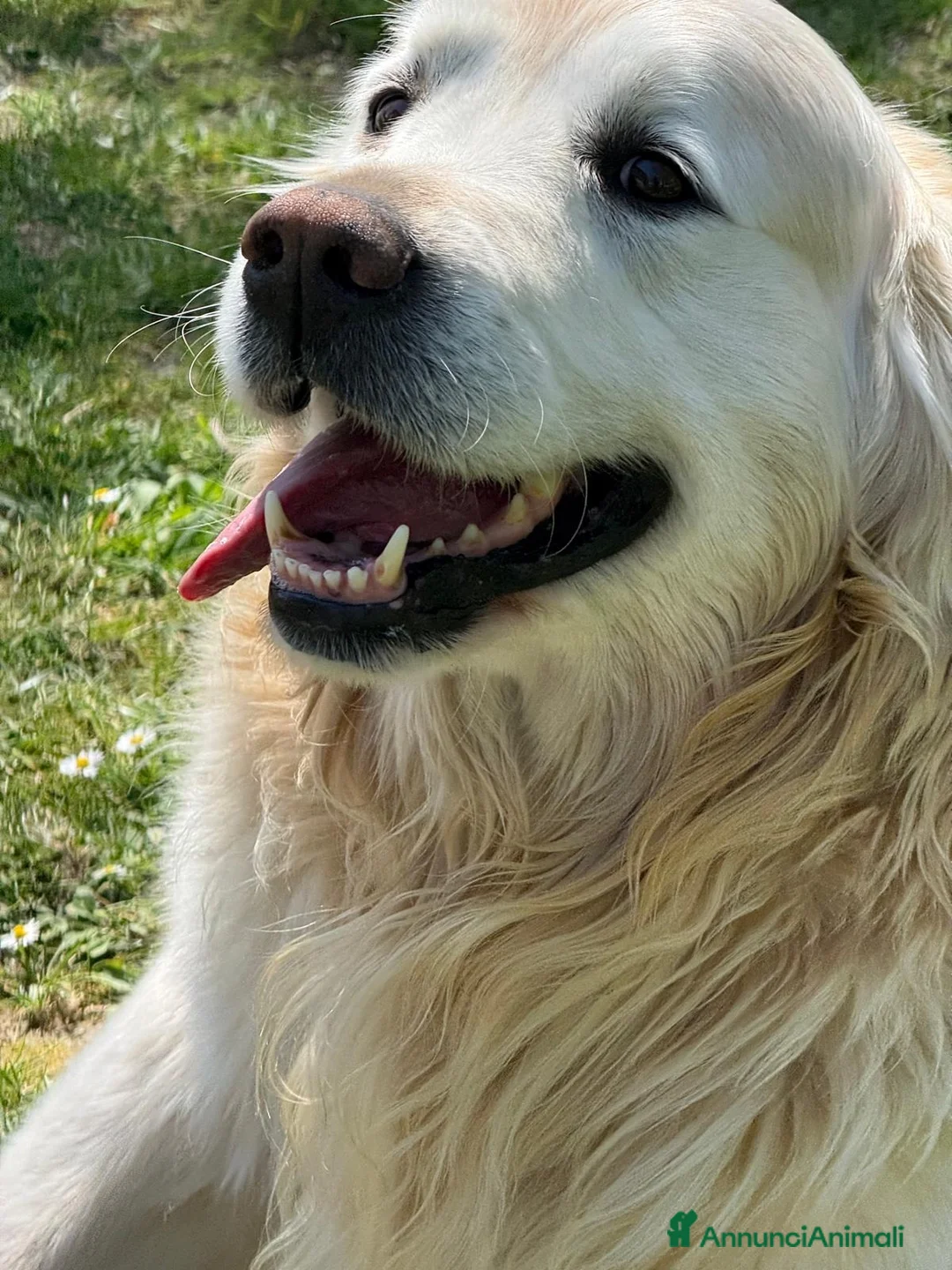 Golden Retriever cani per accoppiamento: Golden Retriever disponibile per accoppiamento - Annuncio 2