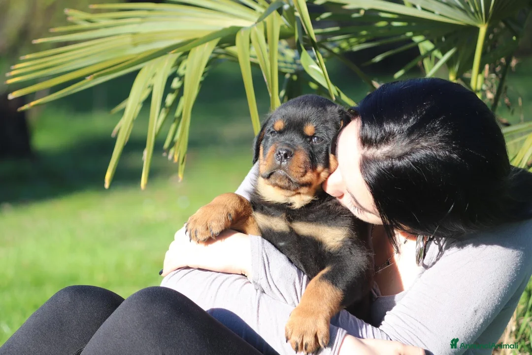 Rottweiler cani in vendita: ROTTWEILER MASCHIO DISPONIBILE - Annuncio 4