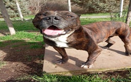 Meticcio cani in regalo: Igor, simil pitbull in adozione!  a Provincia di Caserta - Immagine 2