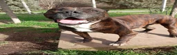 Meticcio cani in regalo: Igor, simil pitbull in adozione!  a Provincia di Caserta - Annuncio 2
