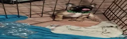 Bulldog Francese cani in vendita: Ultima cucciola di Bulldog francese cream - Annuncio 11
