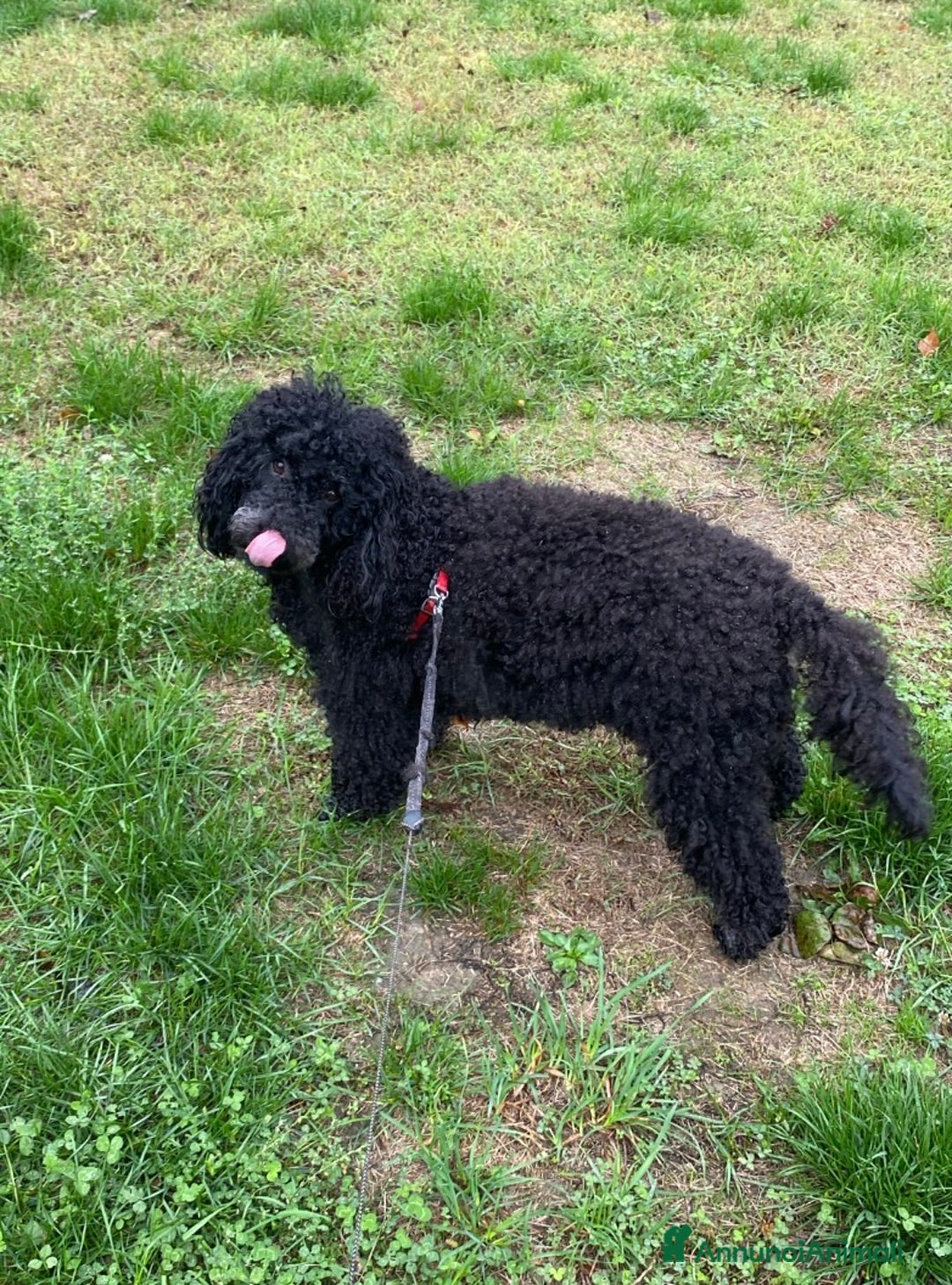 Barboncino cani in vendita: Cuccioli di barboncino  - Annuncio 1