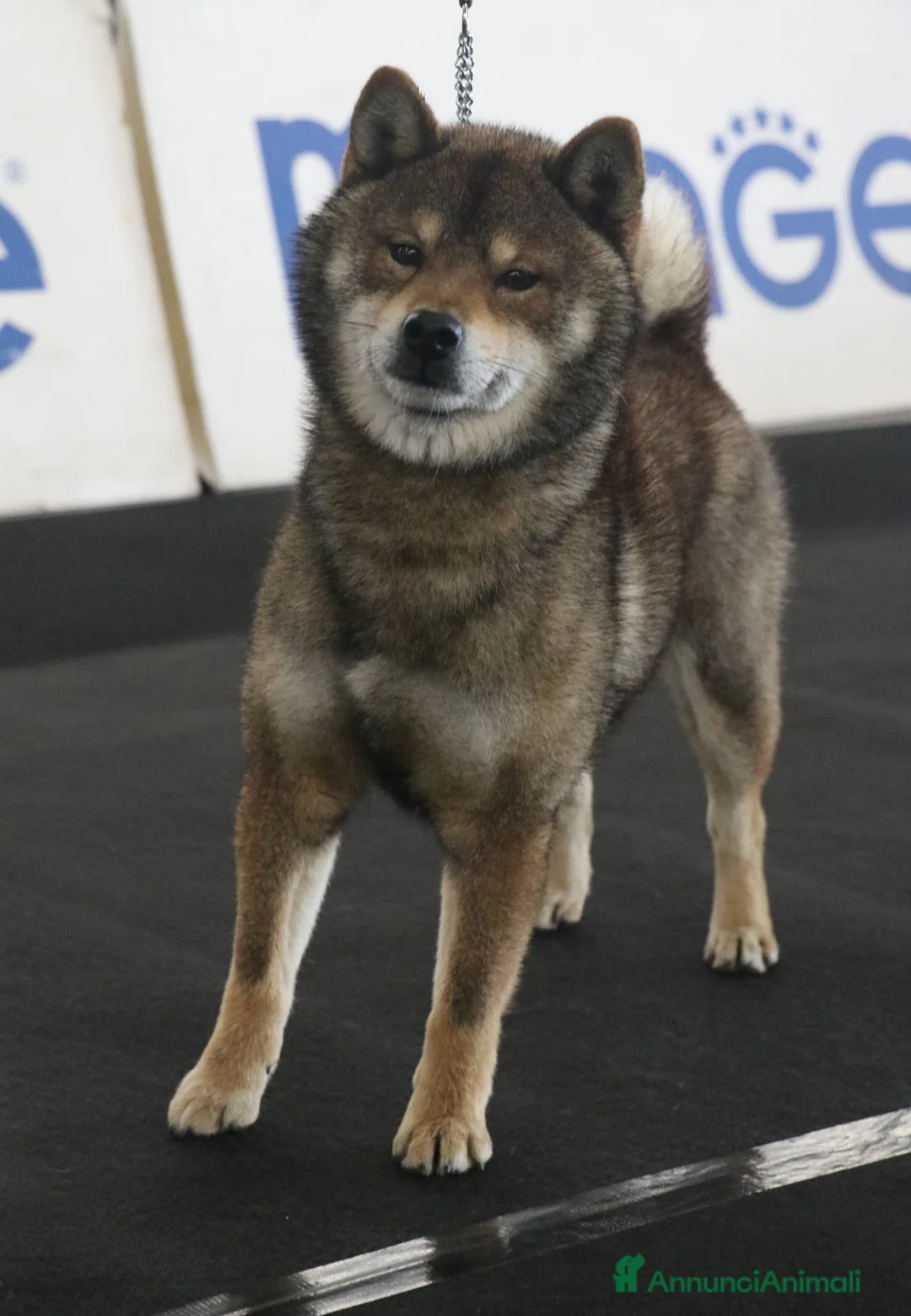 Shiba Inu cani in vendita: Shiba inu rosso fulvi con pedigree ENCI  - Annuncio 8