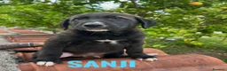 Meticcio cani in regalo: Sanji  - Annuncio 1