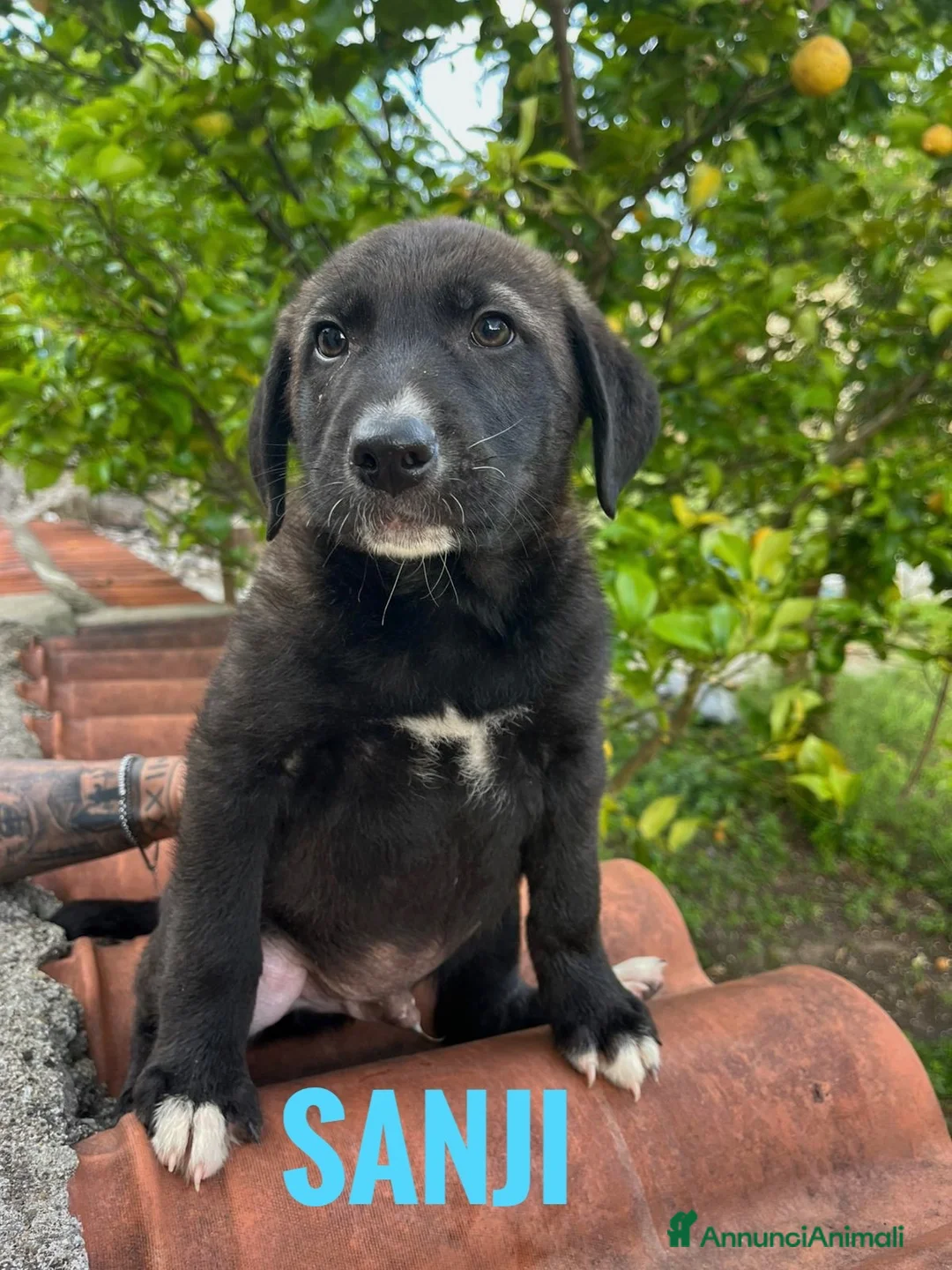 Meticcio cani in regalo: Sanji  - Annuncio 1
