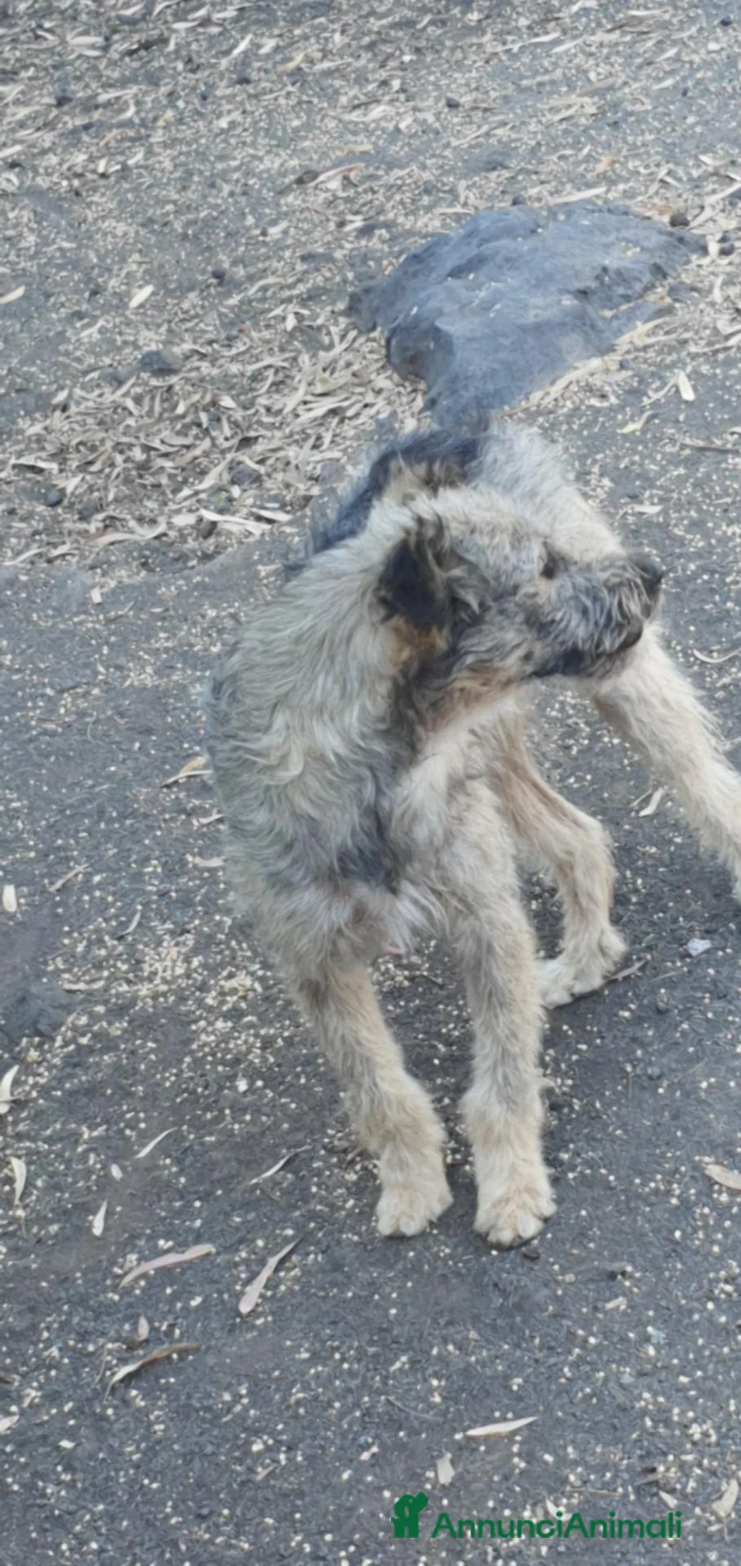 Schnauzer cani in regalo: Luca e Estero in Canile a Catania - Annuncio 2