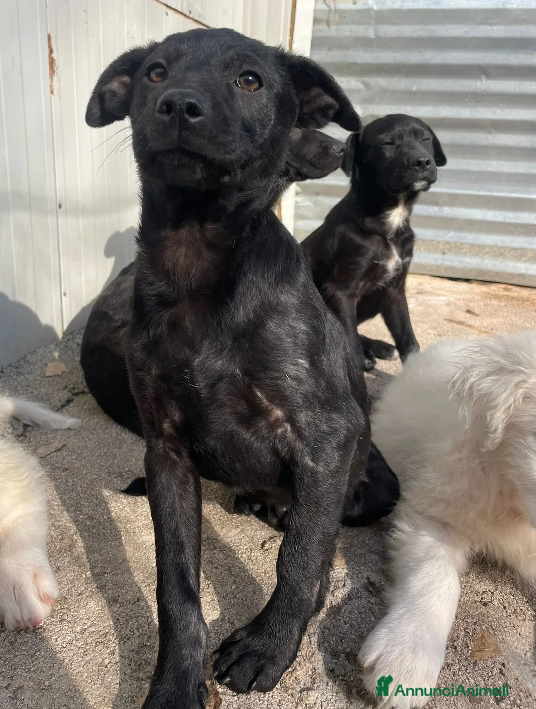 Meticcio cani in regalo: IL PICCOLO THEODORE a Città Metropolitana di Firenze - Annuncio 7