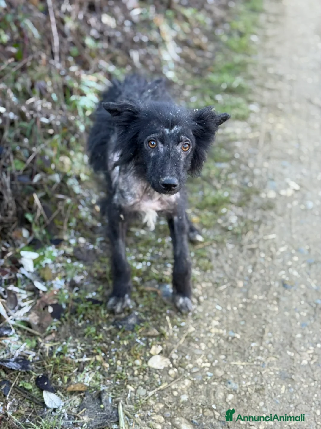 Meticcio cani in regalo: AKAR, cucciolo tenerissimo cerca aiuto! - Annuncio 5