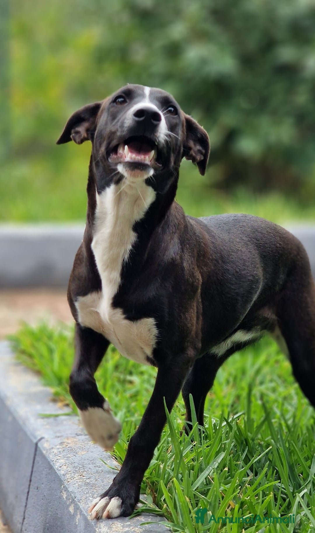 Meticcio cani in regalo: UNA MAMMA PER MAYA - Annuncio 1