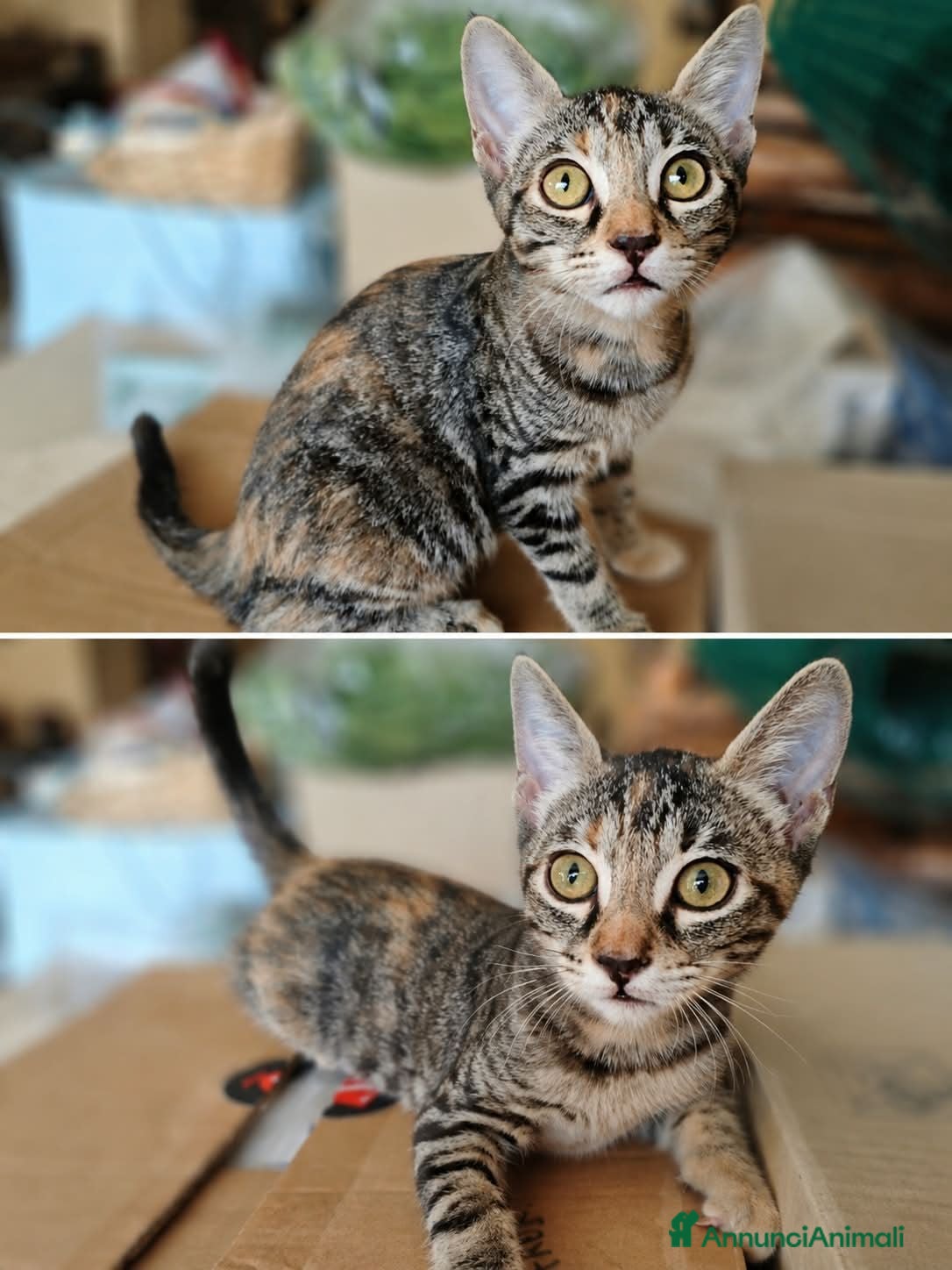 Meticcio gatti GATTINI TIGRATI - Annuncio 35