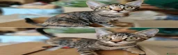Meticcio gatti in regalo: GATTINI TIGRATI - Annuncio 1