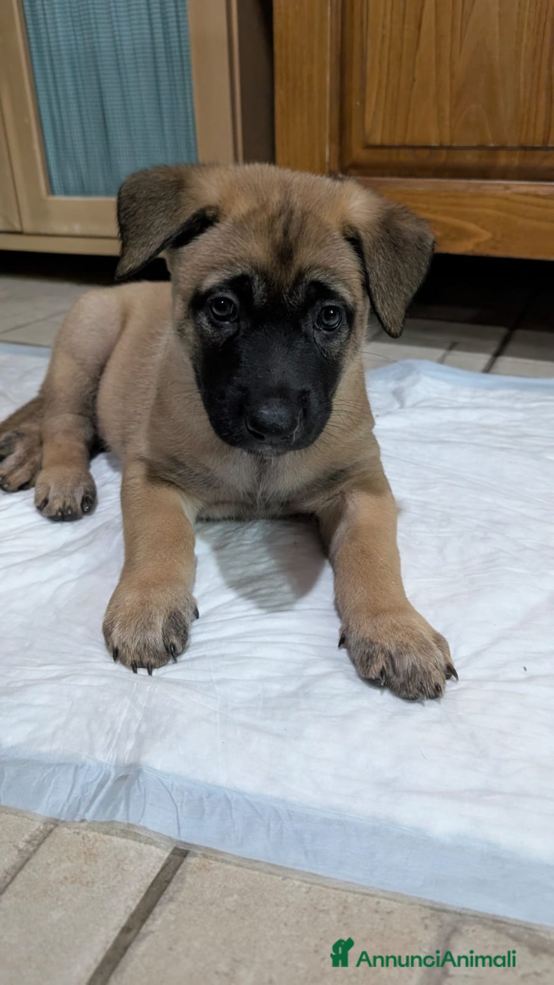 Pastore Belga cani in vendita: Cuccioli pastore belga Malinois  - Annuncio 7