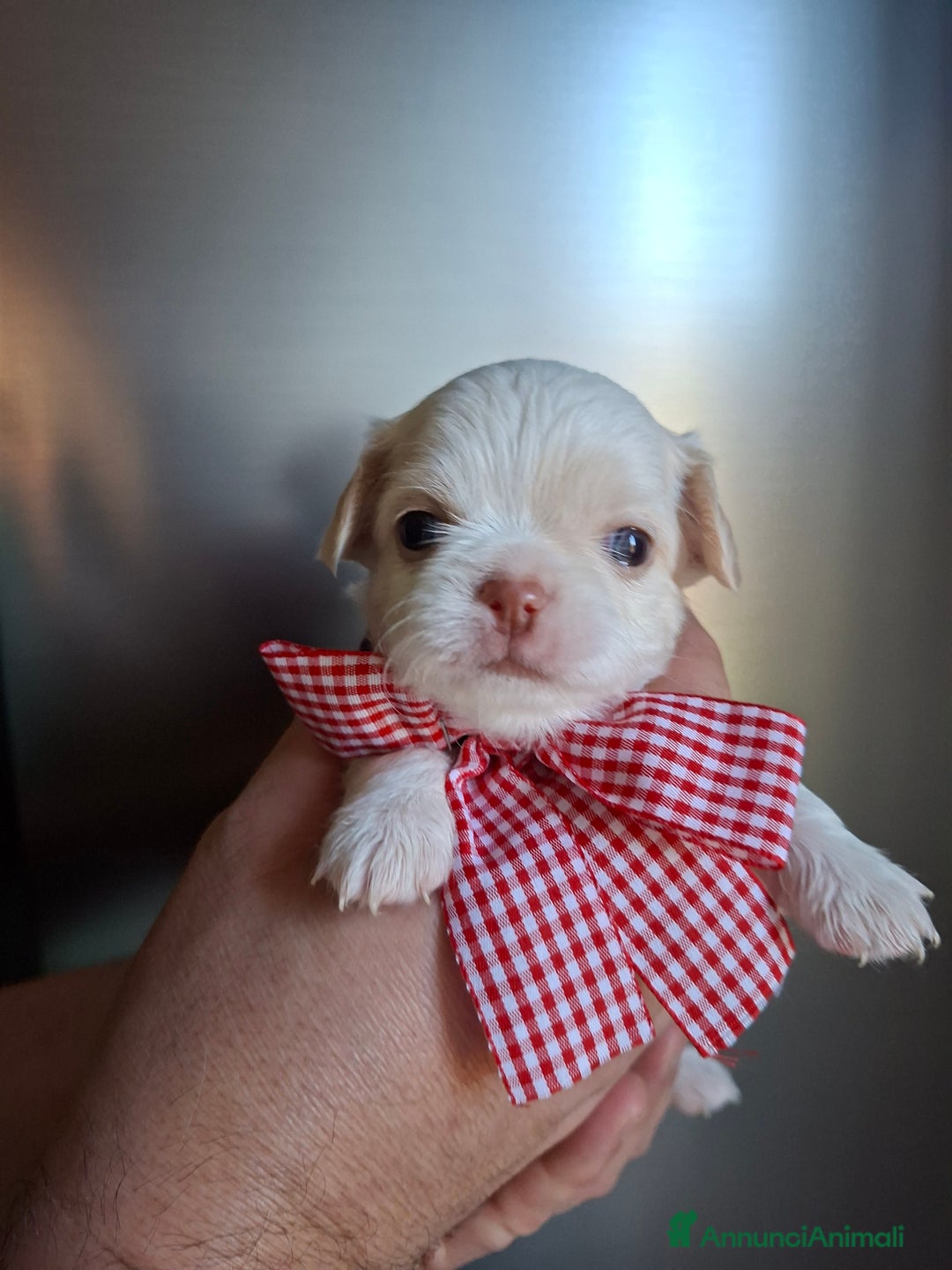 Chihuahua cani in vendita: Chihuahua pelo lungo tg mini  - Annuncio 2