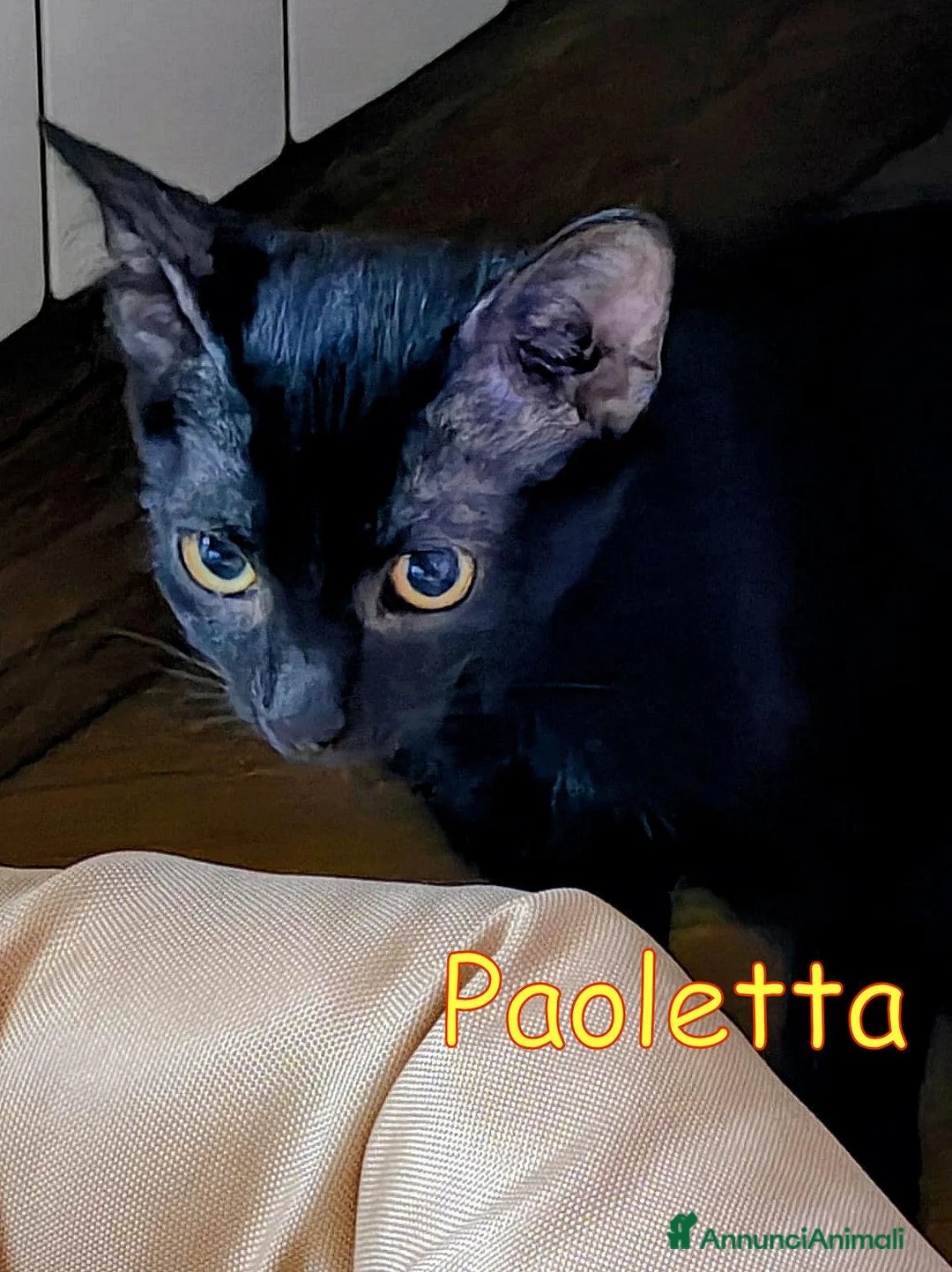 Europeo gatti in regalo: PAOLETTA GATTINA DOLCISSIMA URGE ADOZIONE! a Città metropolitana di Roma Capitale - Annuncio 1