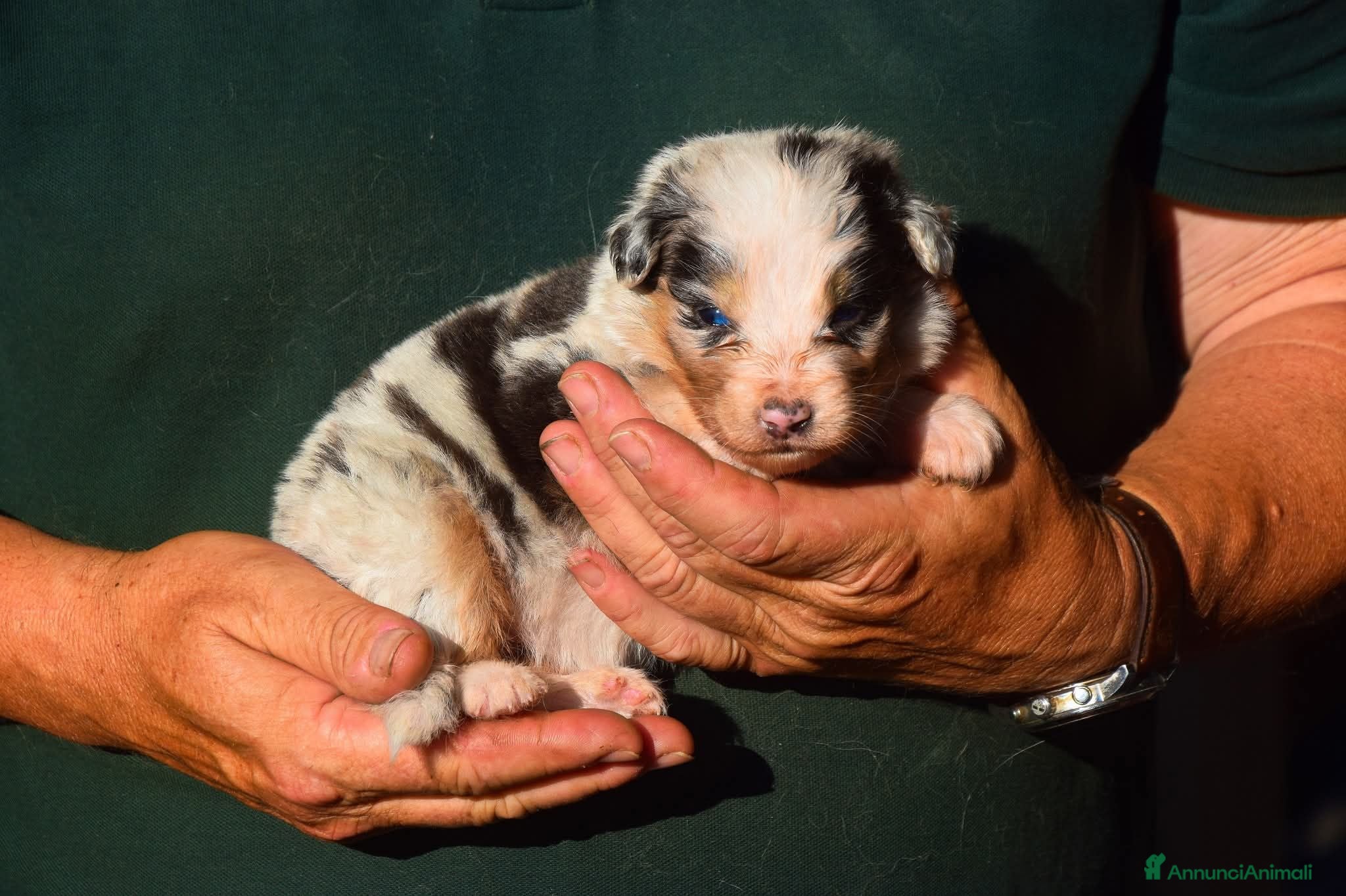 Australian Shepherd cani Cuccioli di pastore australiano  - Annuncio 2