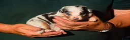 Australian Shepherd cani in vendita: Cuccioli di pastore australiano  - Annuncio 1
