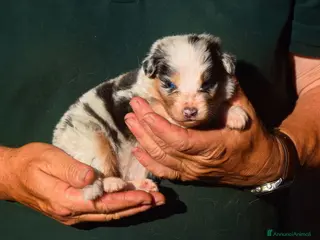 Australian Shepherd cani Cuccioli di pastore australiano - Annuncio 2
